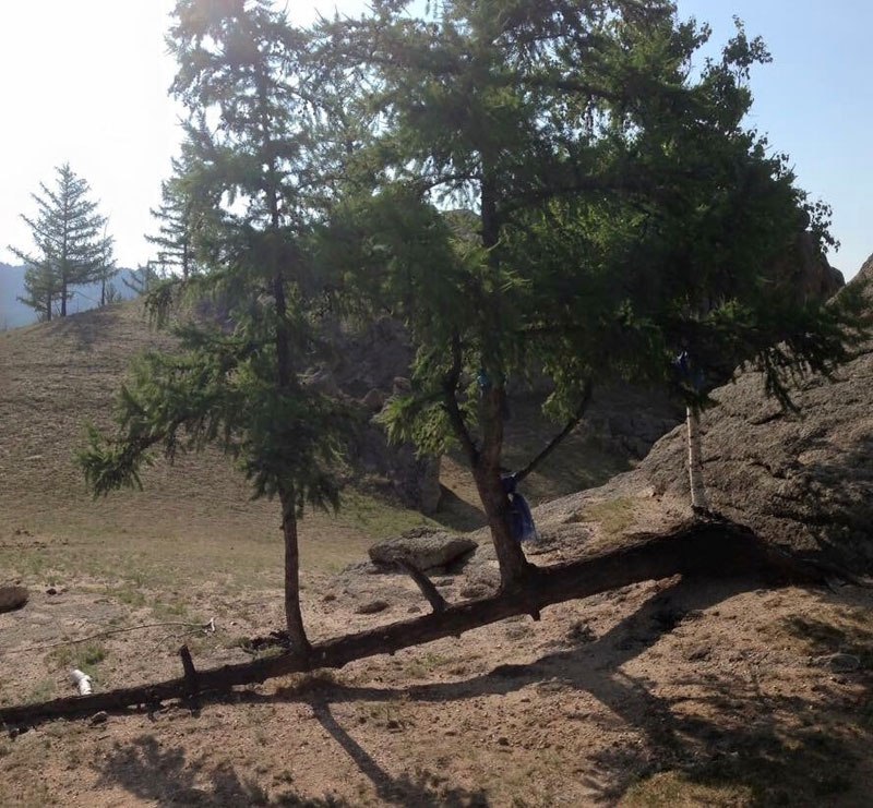 arboles increibles 7