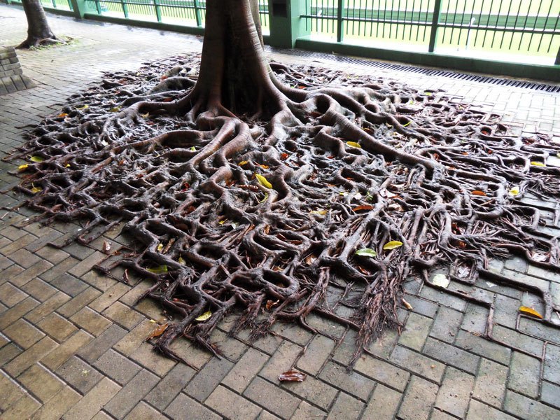 arboles increibles 8