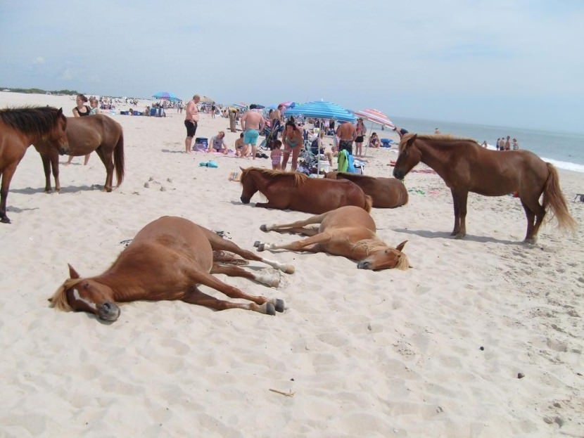 caballos salvajes playa Assateague