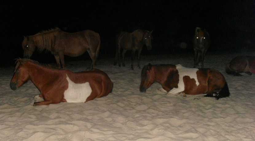 caballos salvajes playa Assateague 2