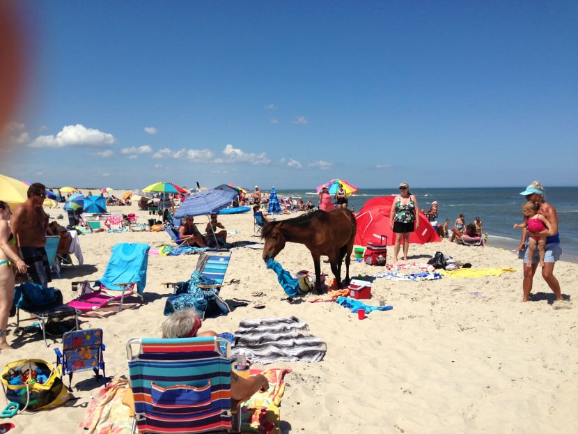 caballos salvajes playa Assateague 3