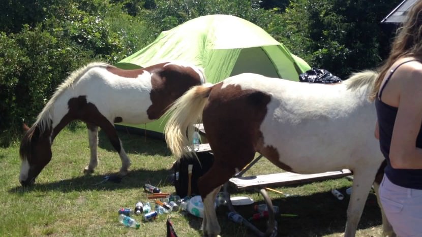 caballos salvajes playa Assateague 4