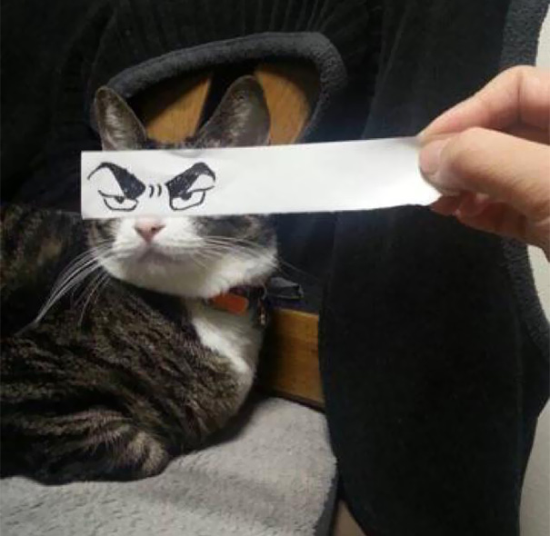 gatos graciosos