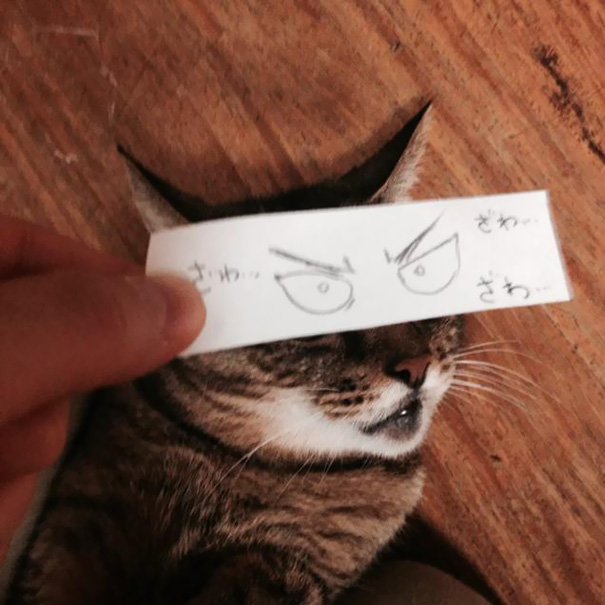 gatos graciosos 10