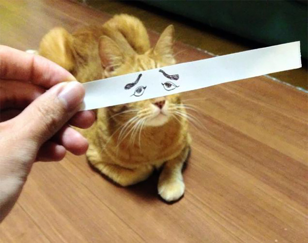 gatos graciosos 2