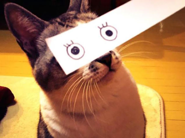 gatos graciosos 3