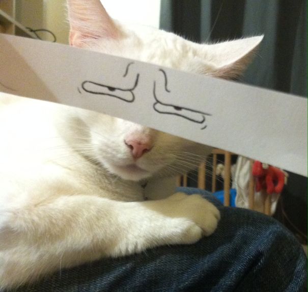 gatos graciosos 4
