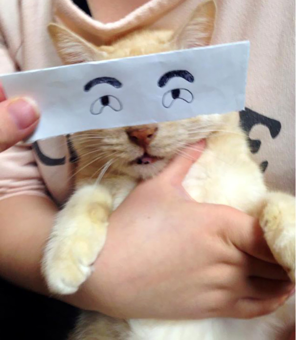 gatos graciosos 8