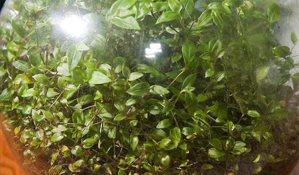 jardin en botella sin agua 2