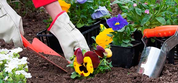 jardineria