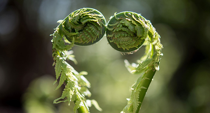 los sentidos de las plantas