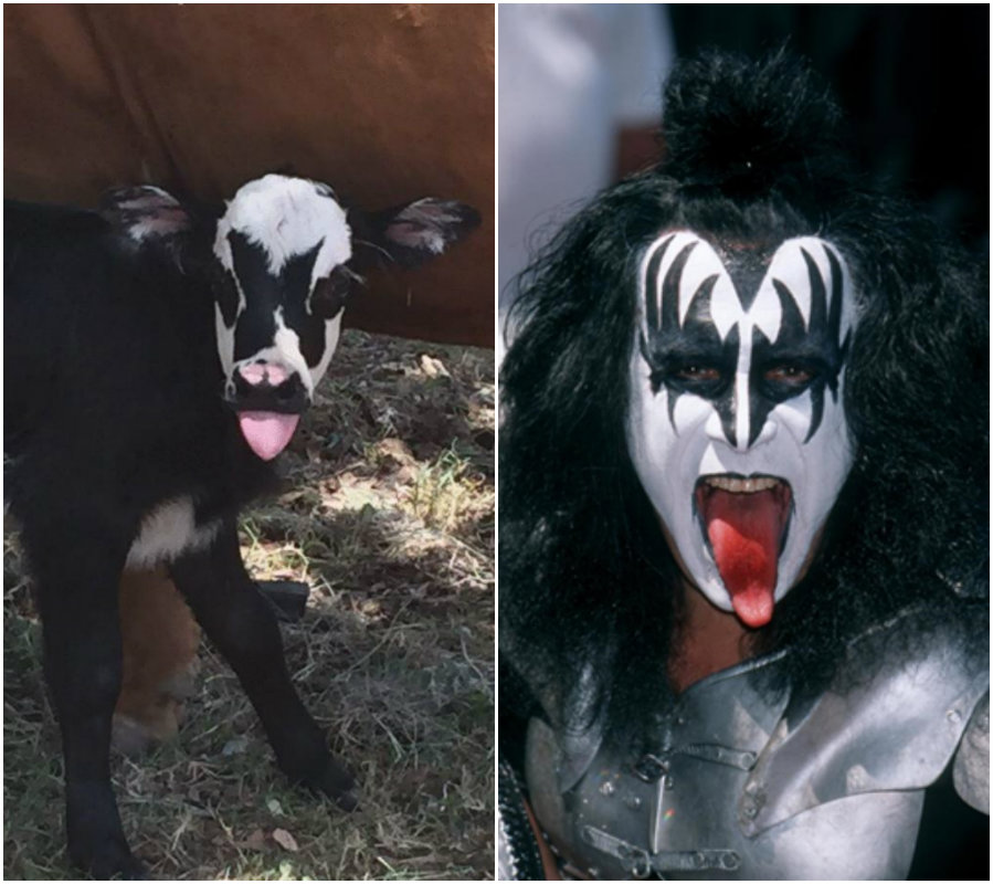 ternero Gene Simmons KISS