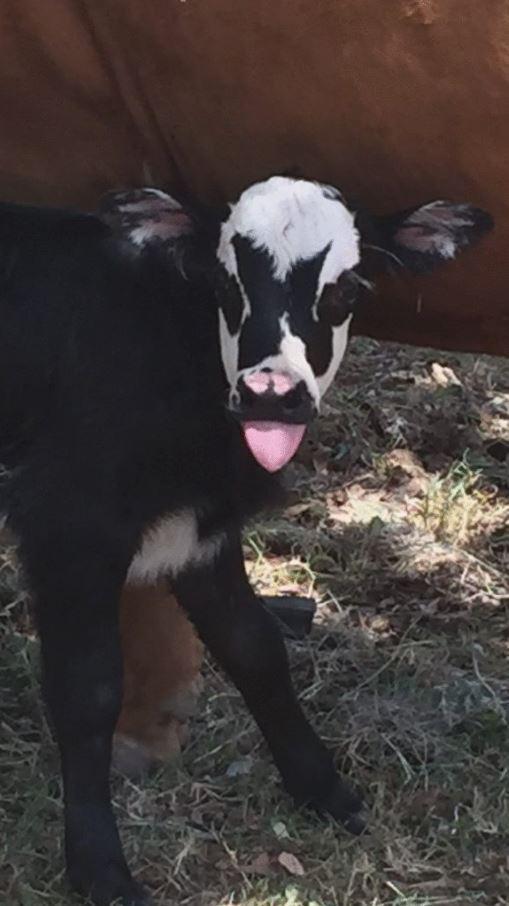 ternero Gene Simmons KISS 2