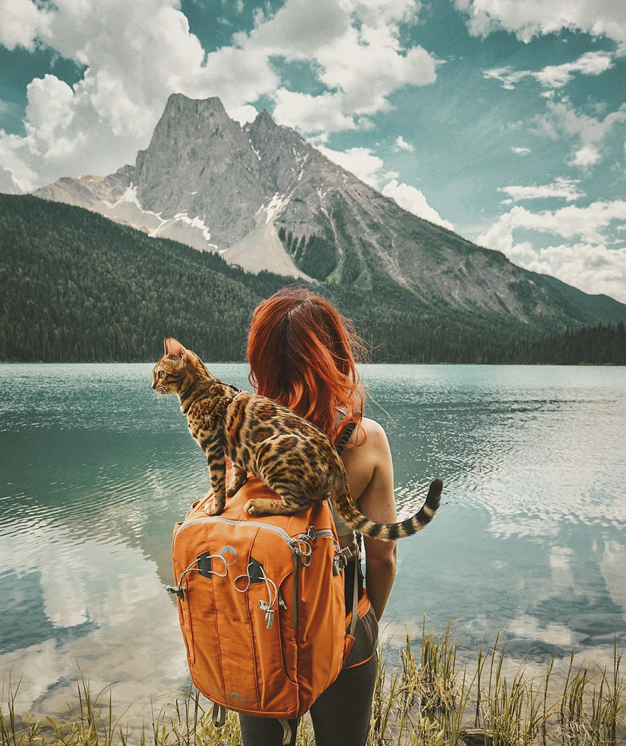 gato aventurero4