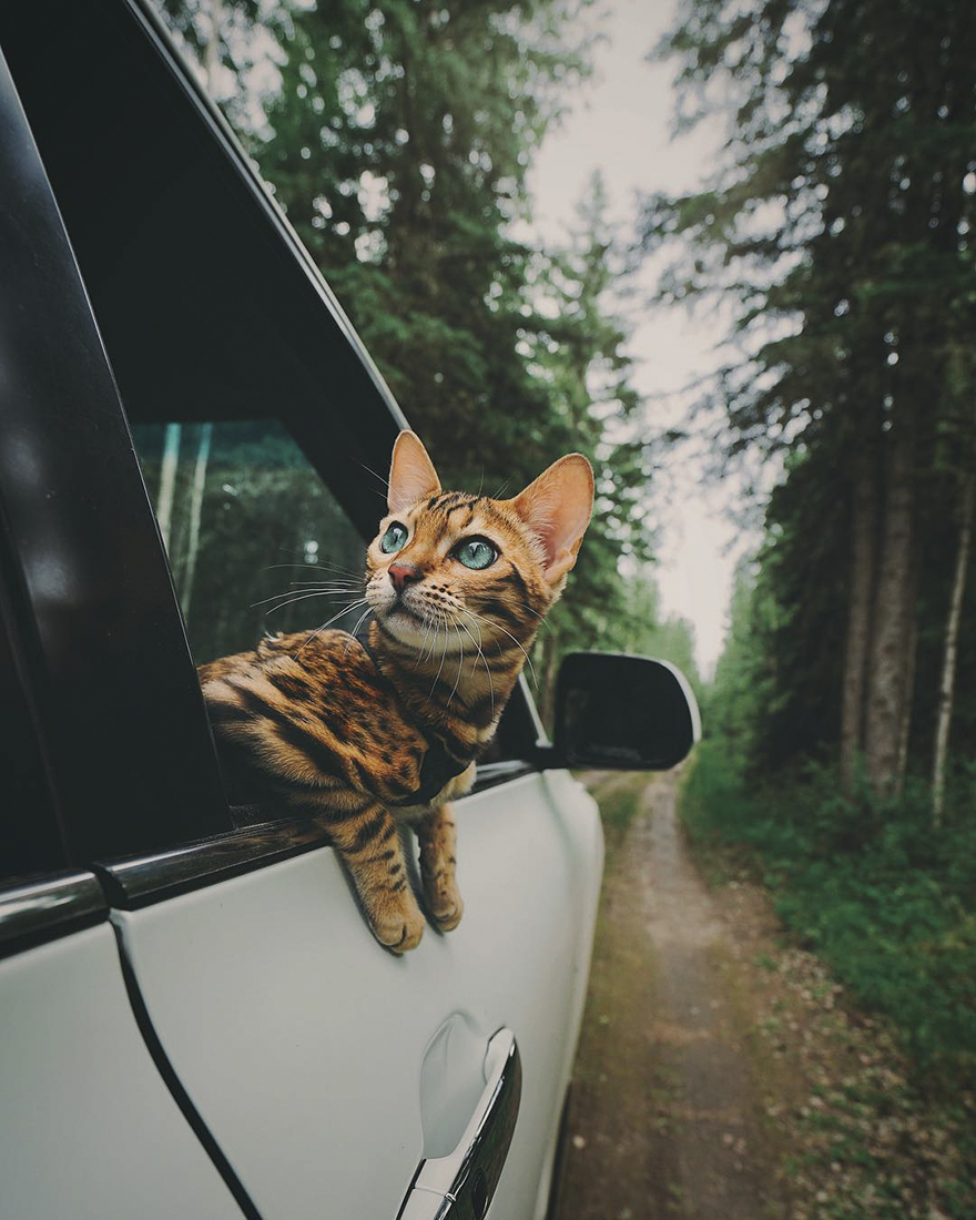 gato aventurero5