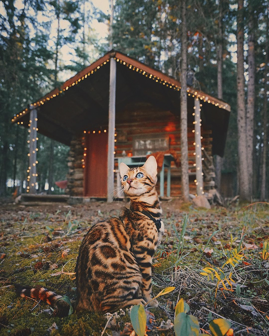 gato aventurero8