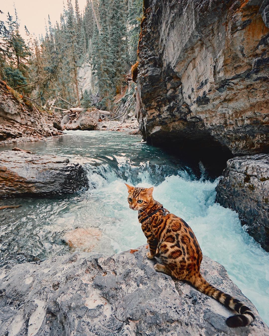 sukidecat culturainquieta