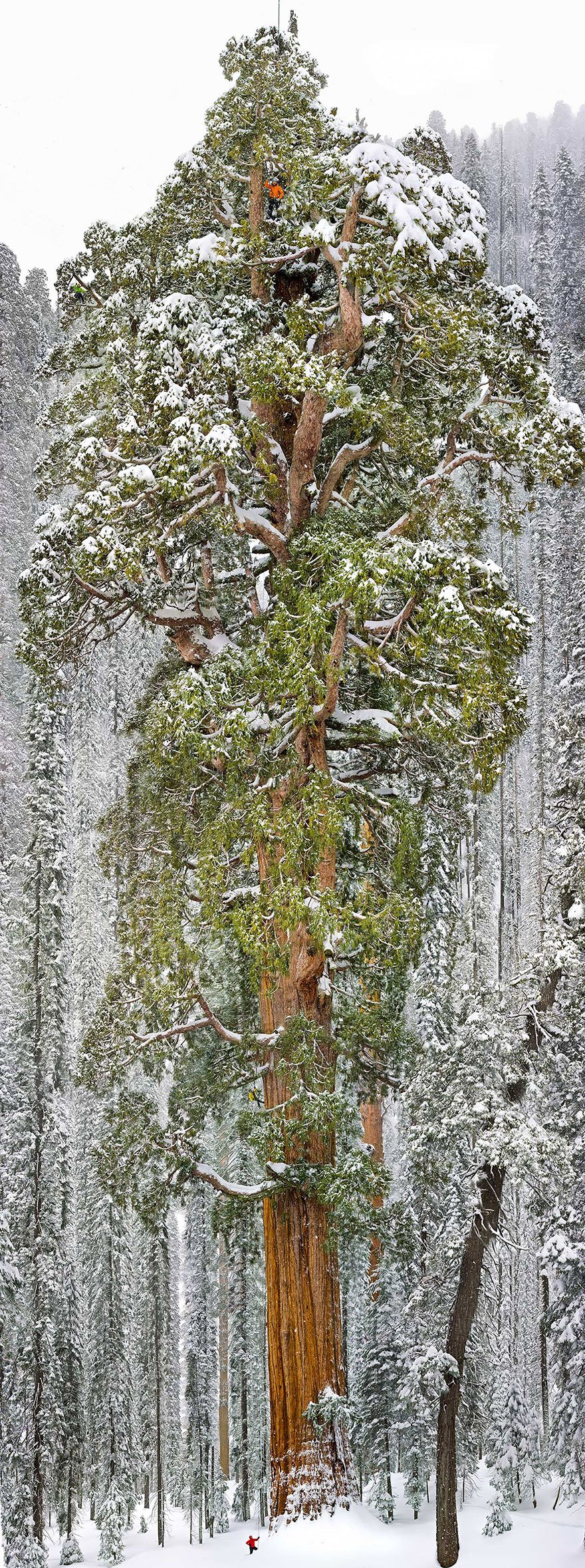 trees culturainquieta10