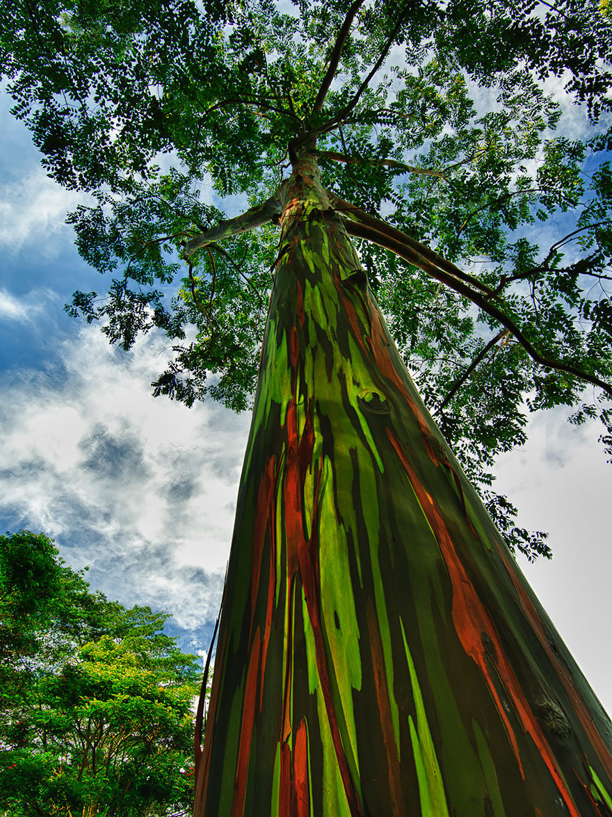 trees culturainquieta12