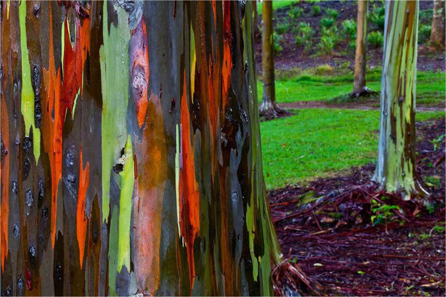 trees culturainquieta13