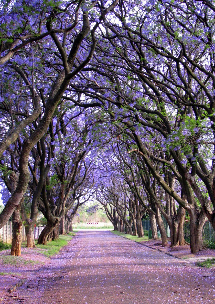 trees culturainquieta14