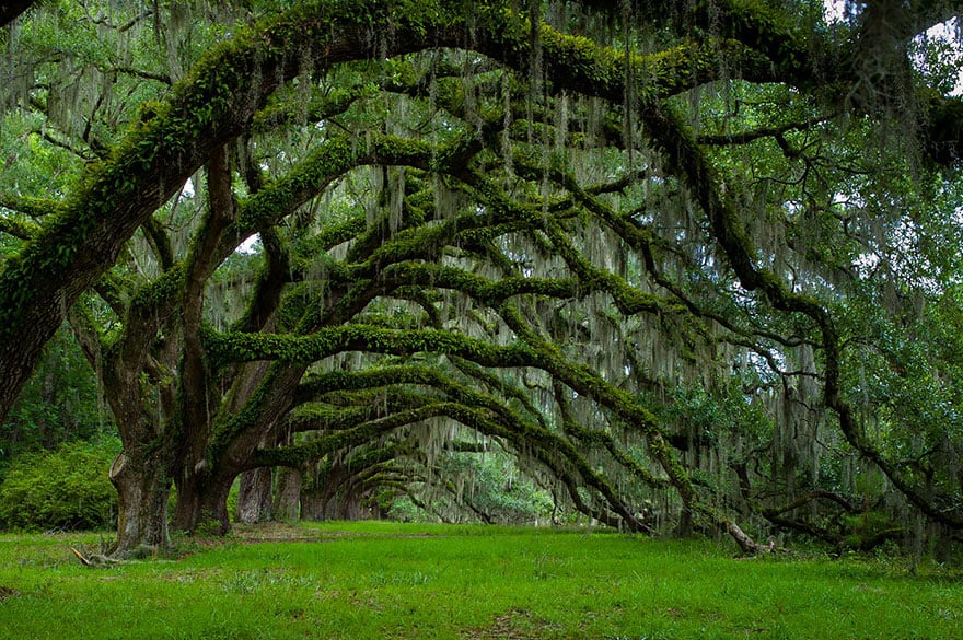 trees culturainquieta15