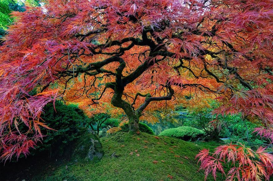 trees culturainquieta4