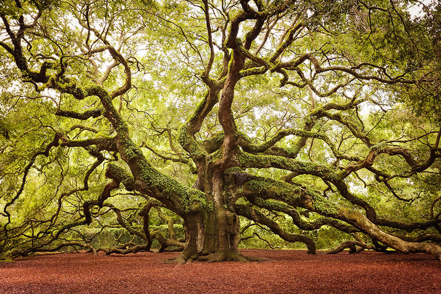 trees culturainquieta7