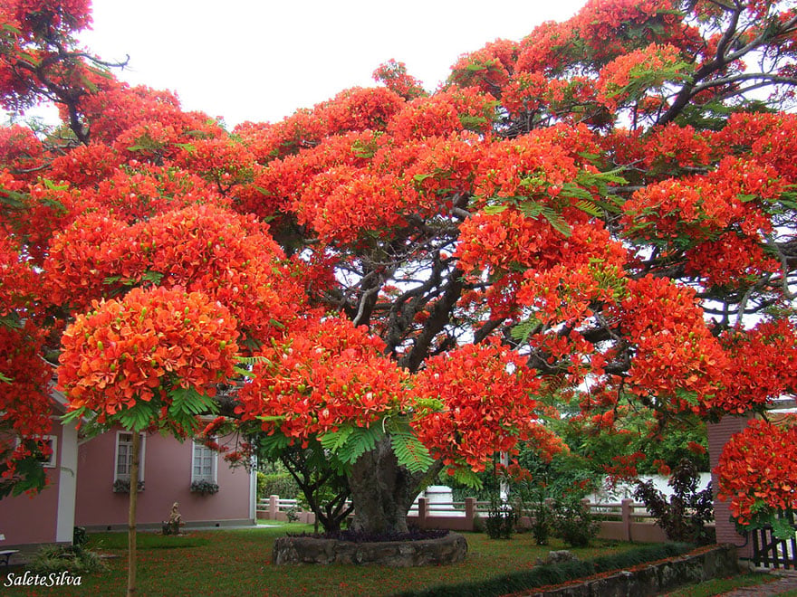 trees culturainquieta8