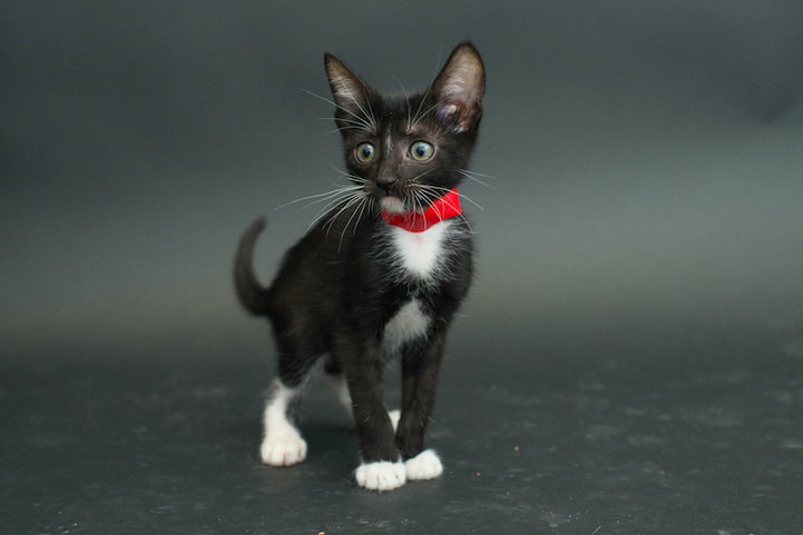 Casey Elise gatos negros 