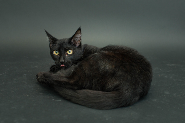 Casey Elise gatos negros 10
