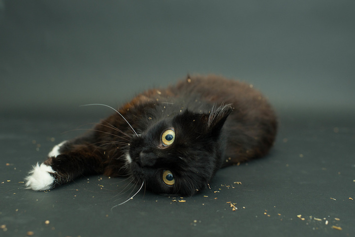 Casey Elise gatos negros 11