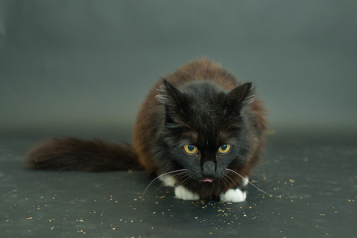 Casey Elise gatos negros 12