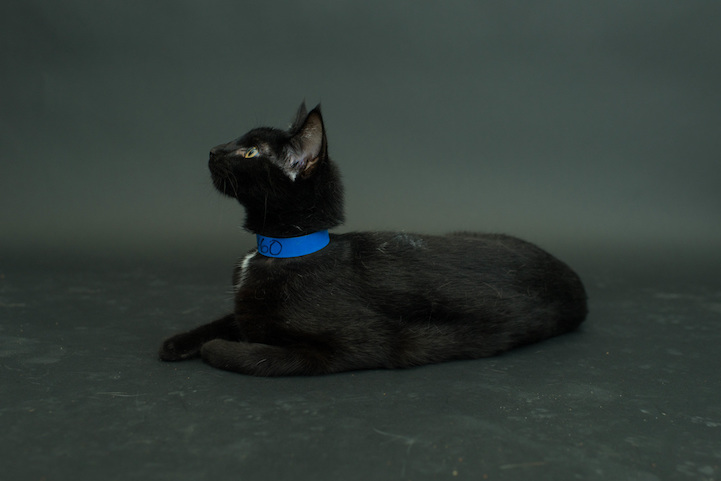 Casey Elise gatos negros 13