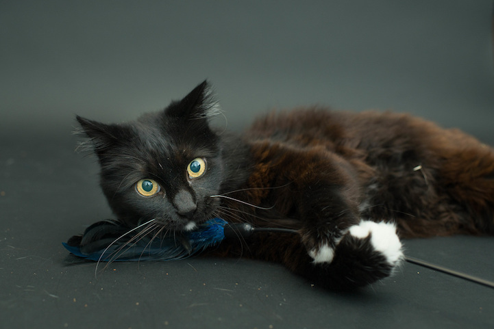 Casey Elise gatos negros 2