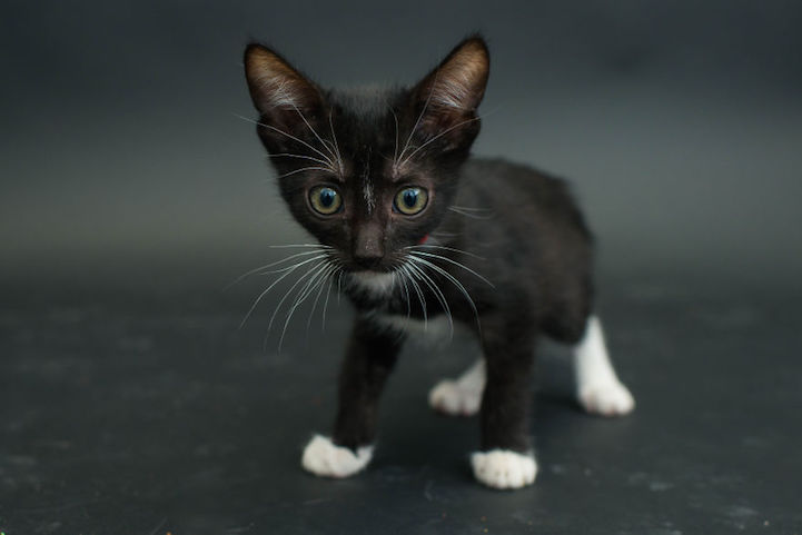 Casey Elise gatos negros 3