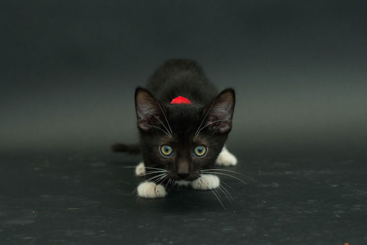 Casey Elise gatos negros 5
