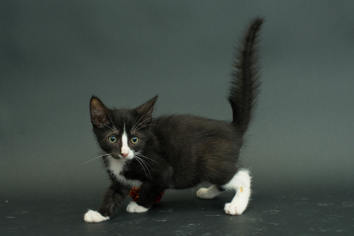 Casey Elise gatos negros 6