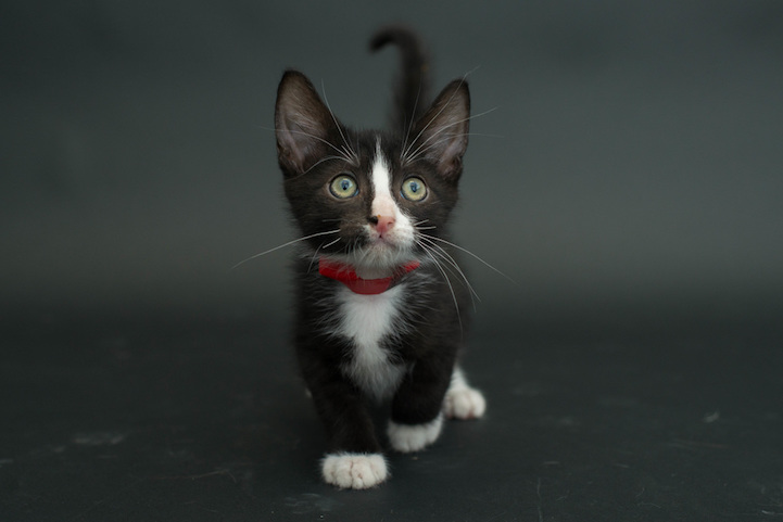 Casey Elise gatos negros 7
