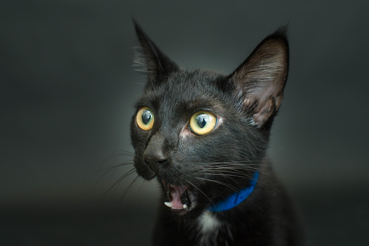 Casey Elise gatos negros 8