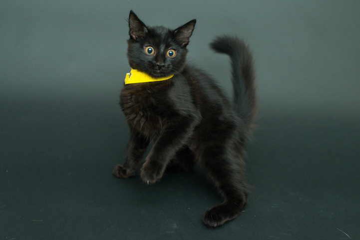 Casey Elise gatos negros 9