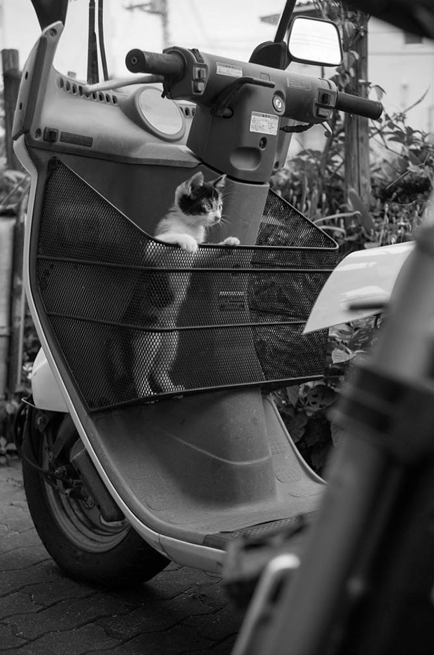 Gatos culturainquieta