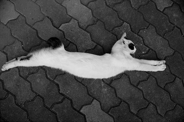 Gatos culturainquieta.jpg2