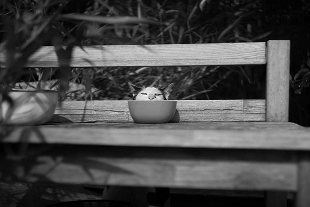 Gatos culturainquieta.jpg3