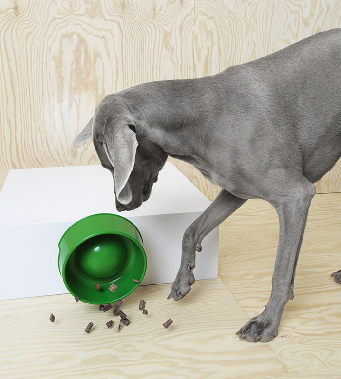 IKEA mascotas perros gatos 14