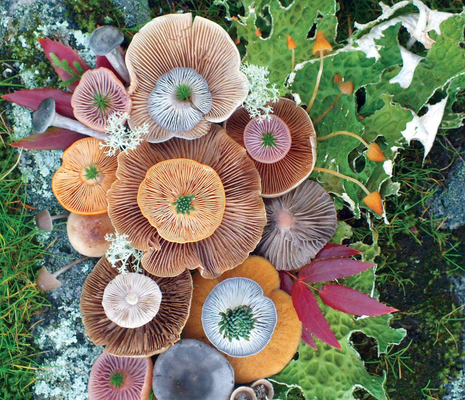 Jill Bliss hongos arte 2