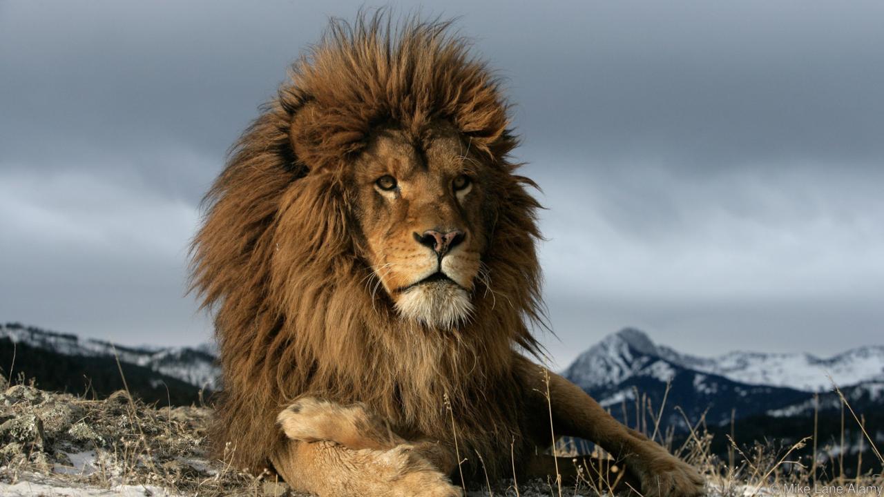 Por que los leones tienen melena