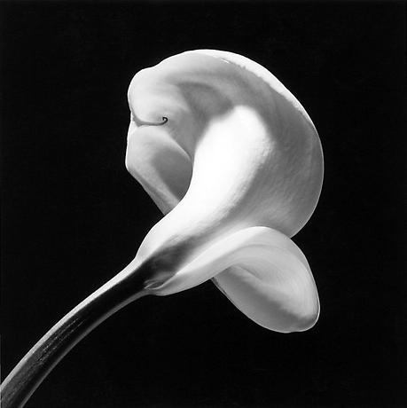 Robert Mapplethorpe flores sensuales 13