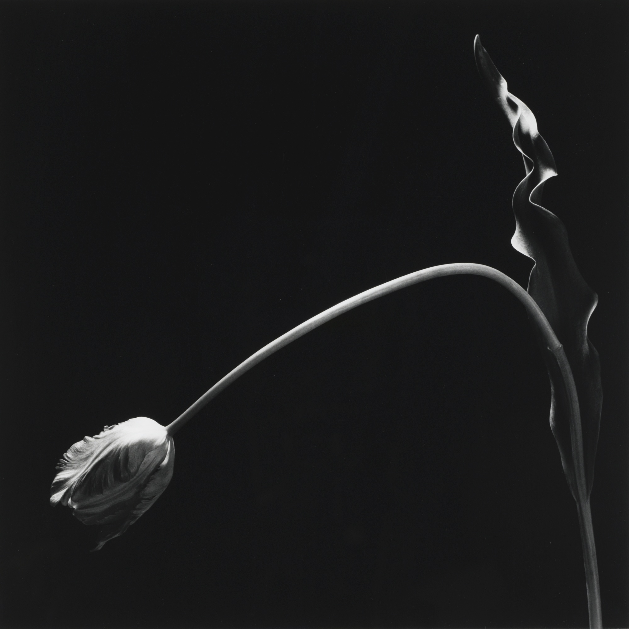 Robert Mapplethorpe flores sensuales 14