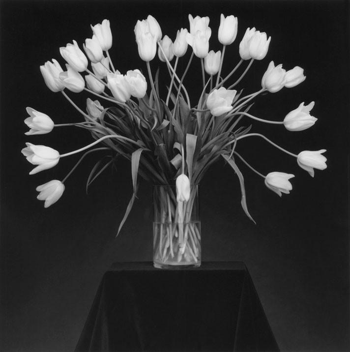 Robert Mapplethorpe flores sensuales 17